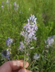Camassia angusta