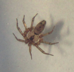 Oecobius navus