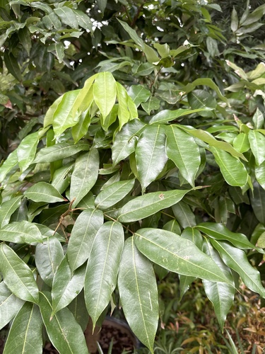 Litchi chinensis