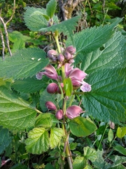 Lamium orvala