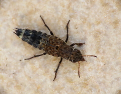 Ontholestes murinus