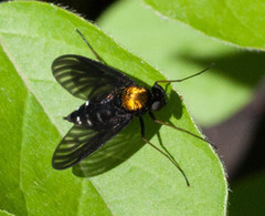 Chrysopilus thoracicus