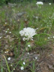 Allium fraseri