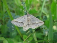 Isturgia arenacearia