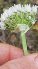 Allium fraseri