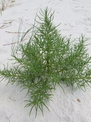 Polypremum procumbens