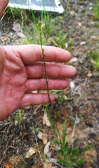 Oenothera triangulata