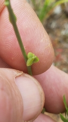 Oenothera triangulata