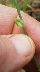 Oenothera triangulata