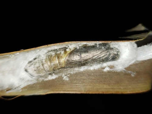 Palmetto Skipper photo 2
