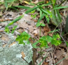 Euphorbia tetrapora