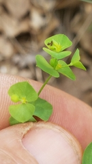 Euphorbia tetrapora