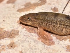 Tibetan Stone Loach photo 3