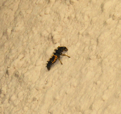 Harmonia axyridis