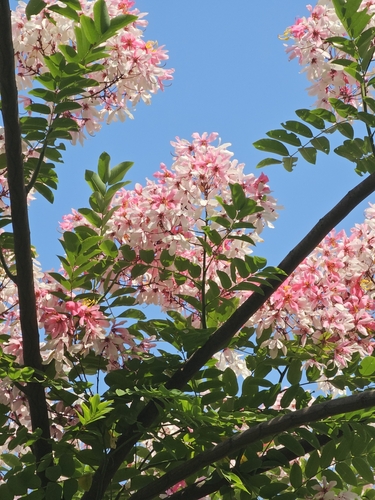 Apple blossom (Cassia javanica)