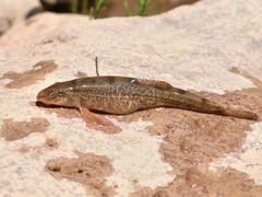 Tibetan Stone Loach photo 2