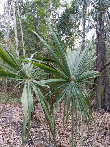 Image of Sabal yapa by (c) Juan Cruzado Cortés, some rights reserved (CC BY)