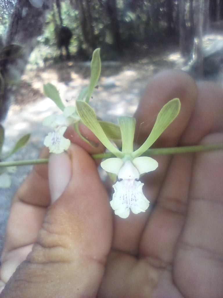 Encyclia guatemalensis