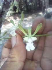 Encyclia guatemalensis, photograph (c) Juan Cruzado Cortés, some rights reserved (CC BY)