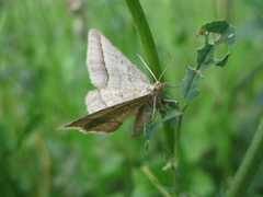 Isturgia arenacearia