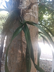Encyclia guatemalensis, photograph (c) Juan Cruzado Cortés, some rights reserved (CC BY)