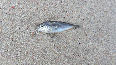 Sardinella