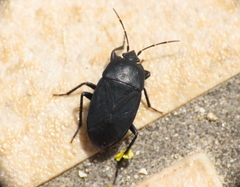Aellopus atratus