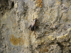 Modicogryllus frontalis