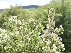 Atraphaxis pyrifolia