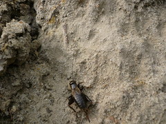 Modicogryllus frontalis