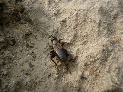 Modicogryllus frontalis