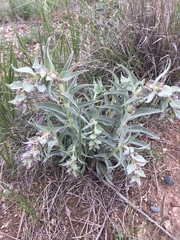 Penstemon angustifolius