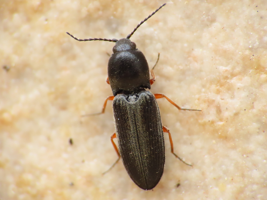 Cardiophorus rufipes