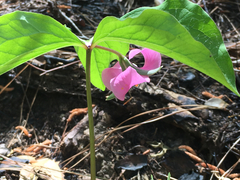 Trillium catesbaei