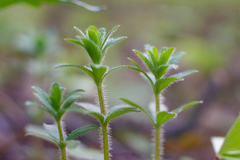 Cruciata glabra krylovii