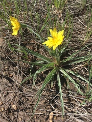 Nothocalais cuspidata