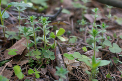 Cruciata glabra krylovii
