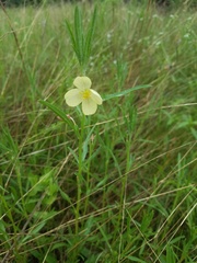 Oenothera spachiana