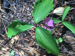 Trillium catesbaei
