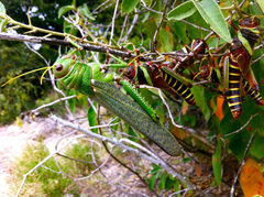 Tropidacris collaris