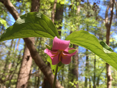 Trillium catesbaei