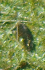 Nycticorax nycticorax