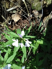 Cardamine altaica