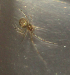 Araneae