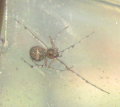 Araneae