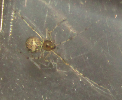 Araneae