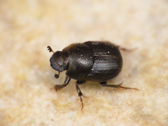 Onthophagus grossepunctatus