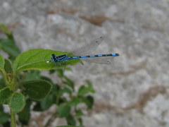 Coenagrion mercuriale