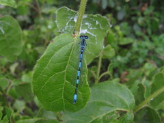 Coenagrion mercuriale