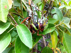 Tropidacris collaris